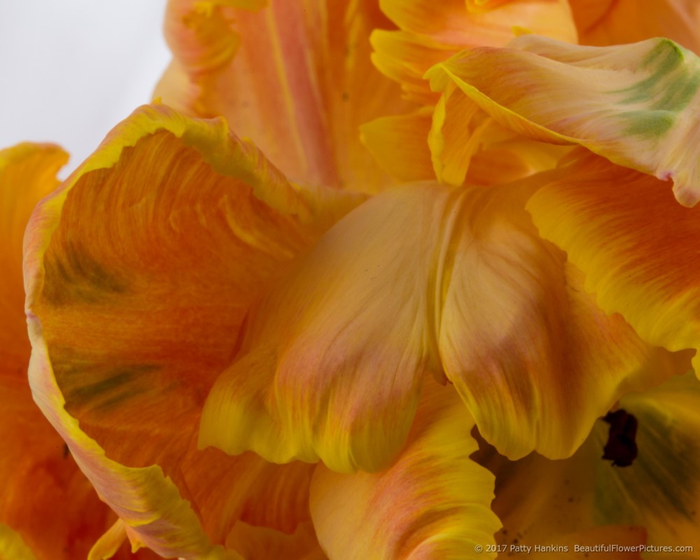 Orange Parrot Tulips © 2017 Patty Hankins