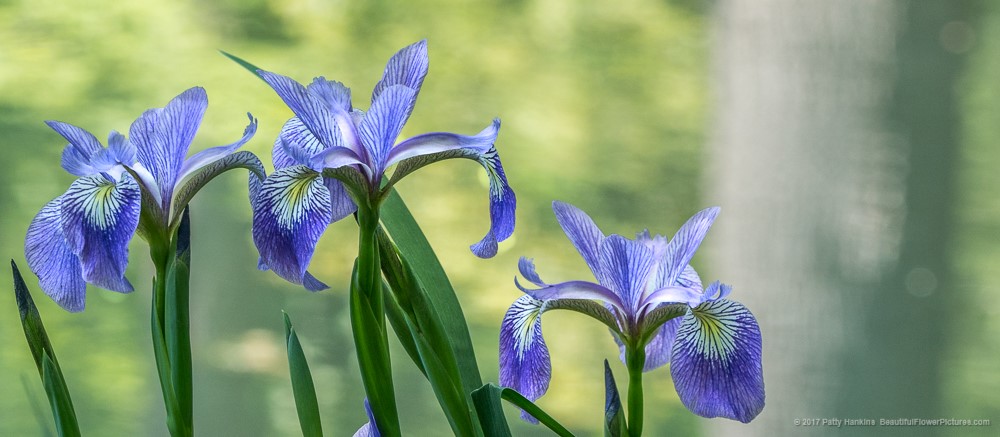 Blue Flag Irises © 2017 Patty Hankins