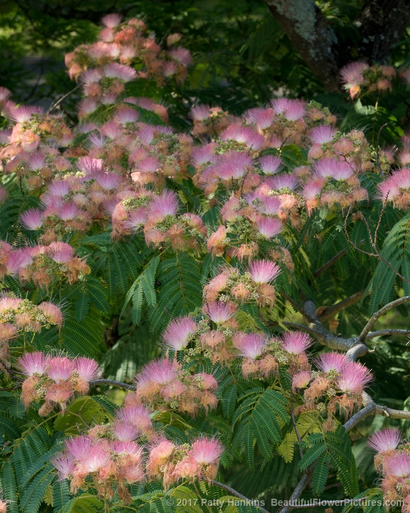Mimosa - Albizia julibrissin © 2017 Patty Hankins
