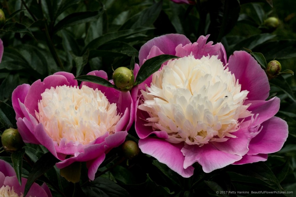 Embracable Pink Peony © 2017 Patty Hankins