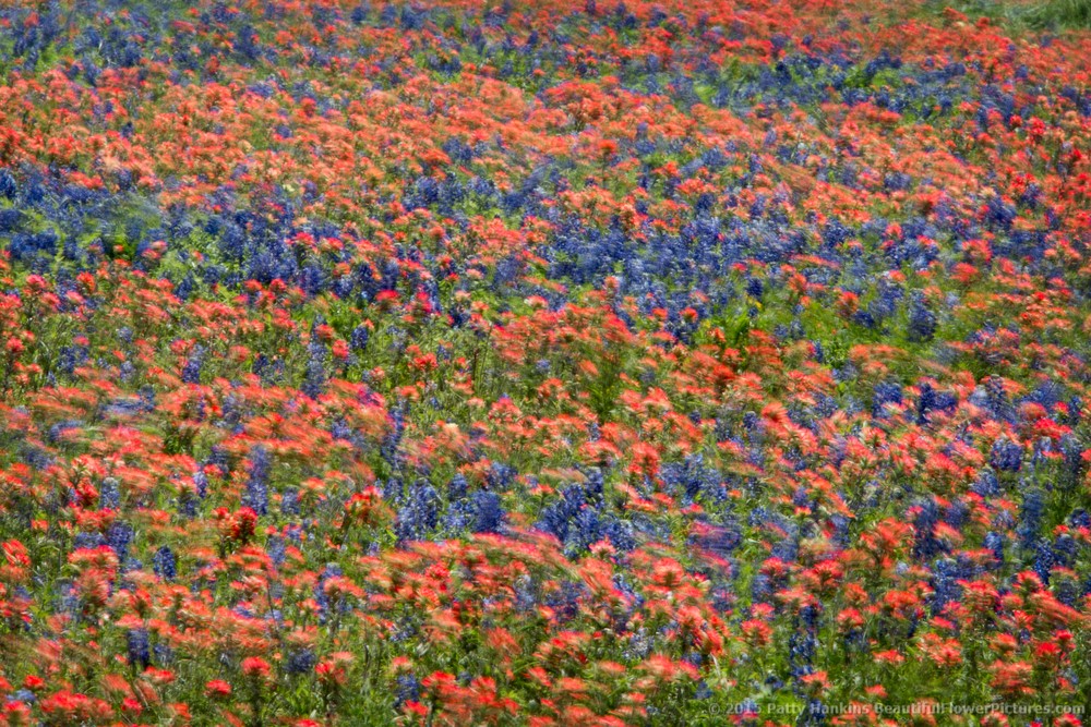 Texas Wildflowers in the Wind © 2015 Patty Hankins