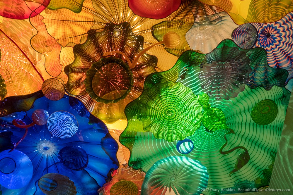 At Chihuly Garden and Glass, Seattle, Washington © 2017 Patty Hankins