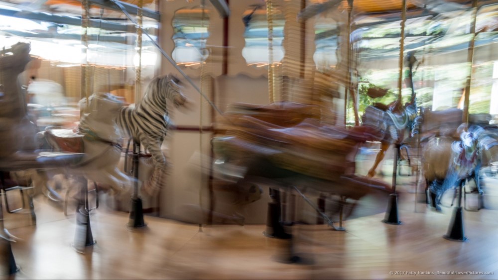 Rose Carousel in Motion, Butchart Gardens, Victoria BC © 2017 Patty Hankins