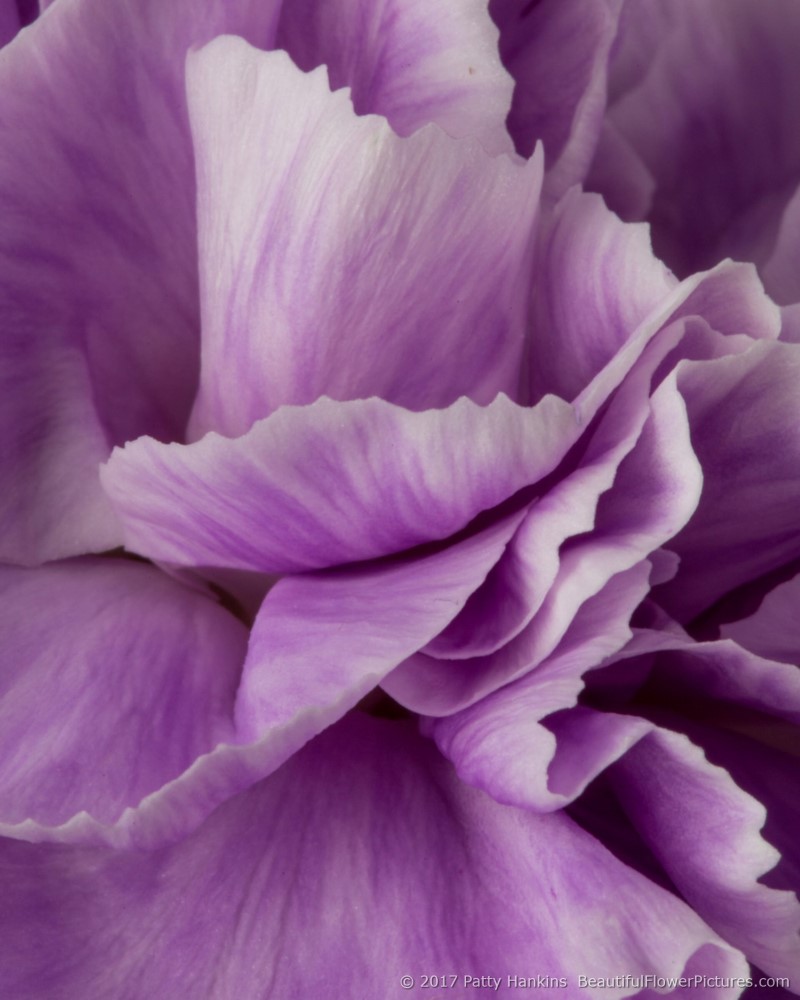 Lavender Carnations ©2017 Patty Hankins