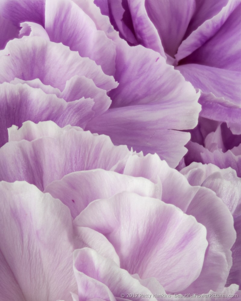 Lavender Carnations ©2017 Patty Hankins