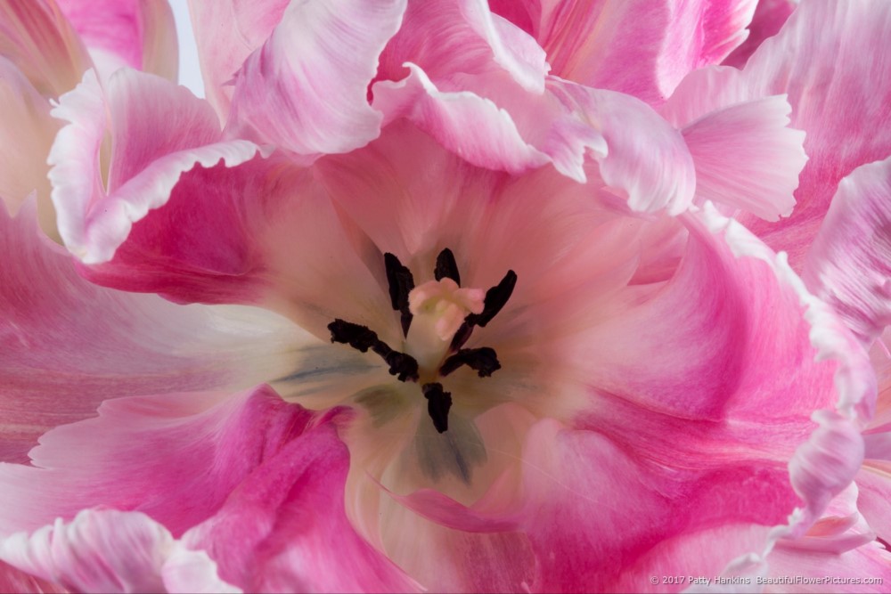 Center of a Pink & White Parrot Tulip © 2017 Patty Hankins