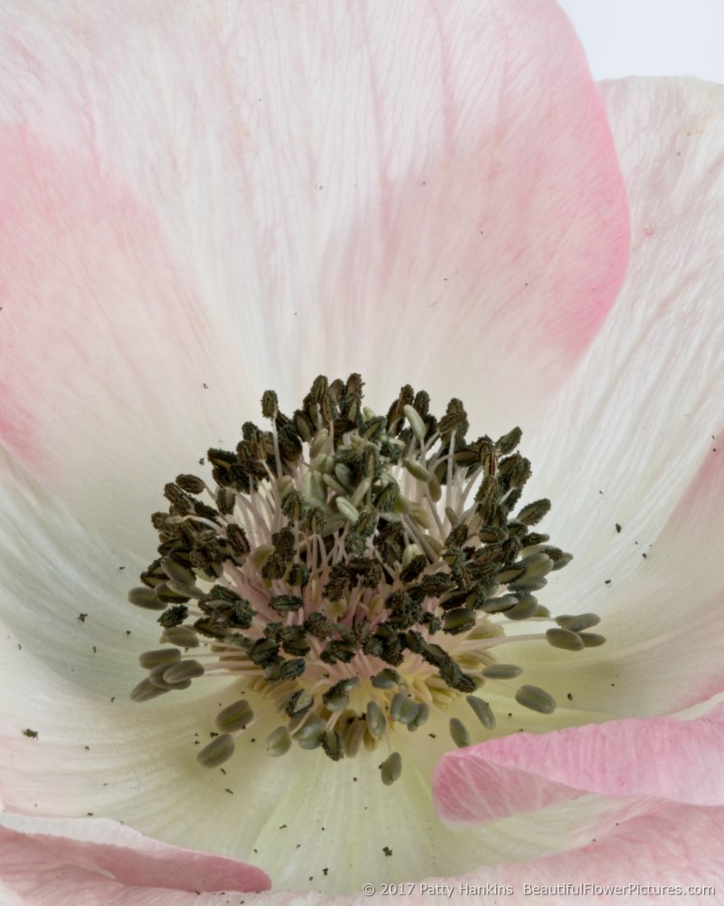 Pale Pink Poppy Anemone © 2017 Patty Hankins