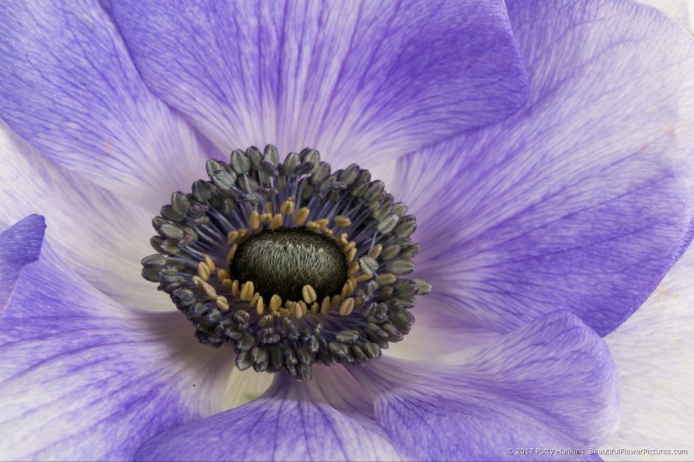 Purple Poppy Anemone © 2017 Patty Hankins