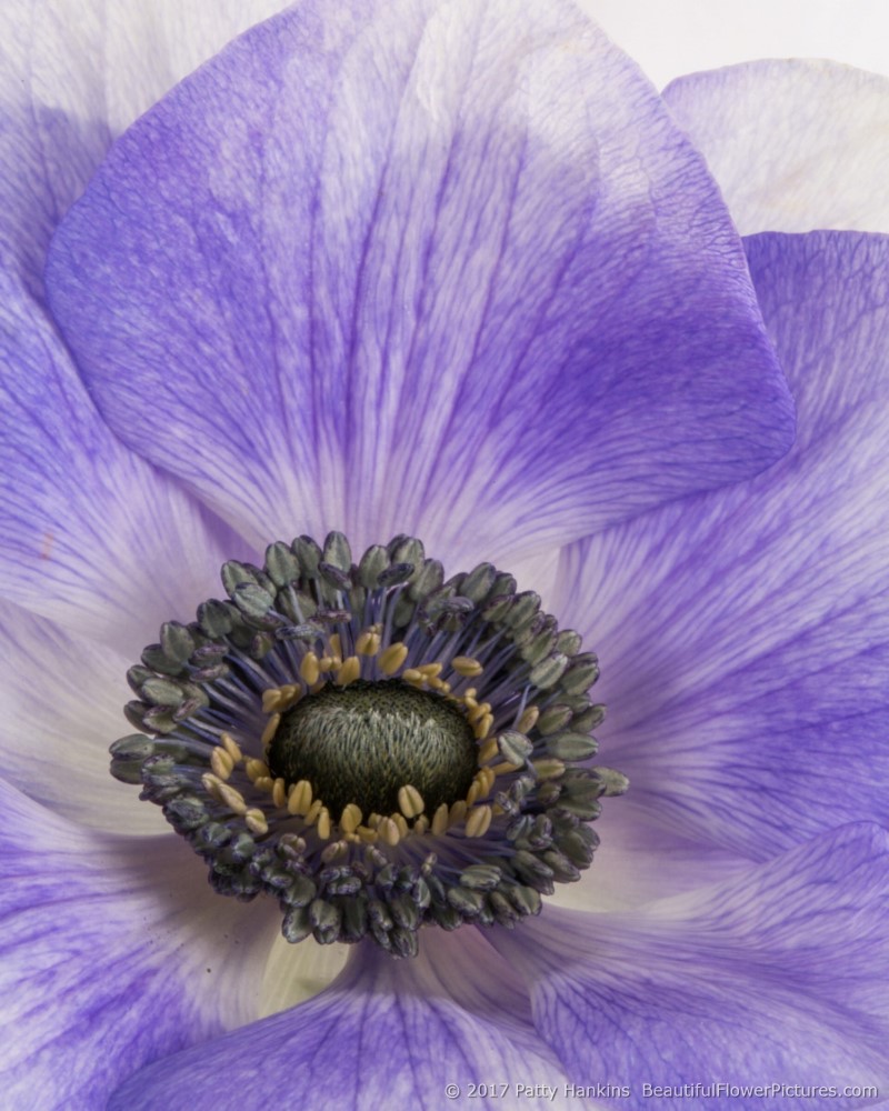 Purple Poppy Anemone © 2017 Patty Hankins