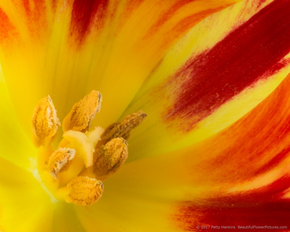 Center of a Red and Yellow Tulip – New Photo :: Beautiful ...