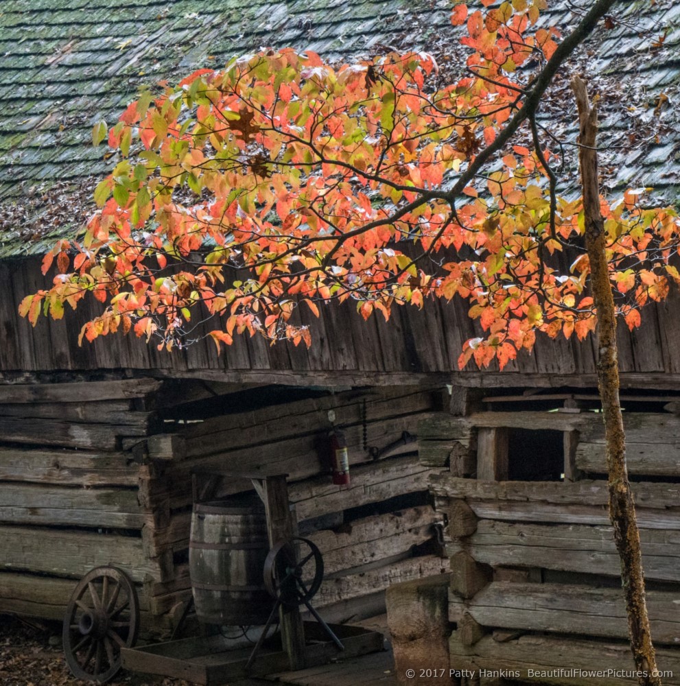 Fall Color at the Museum of Appalachia, Clinton, TN ©2017 Patty Hankins