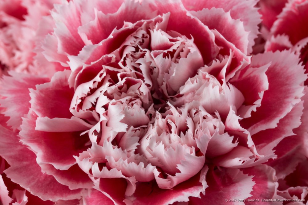 Pink Gelato Carnations © 2017 Patty Hankins