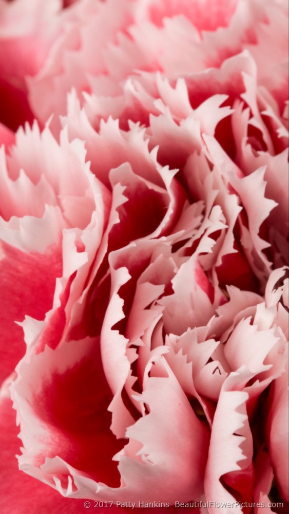 Pink Gelato Carnations © 2017 Patty Hankins
