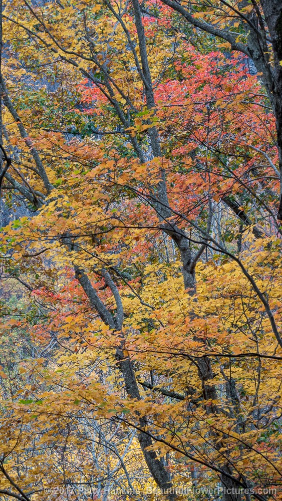Fall Color, Great Smoky Mountains National Park © 2017 Patty Hankins