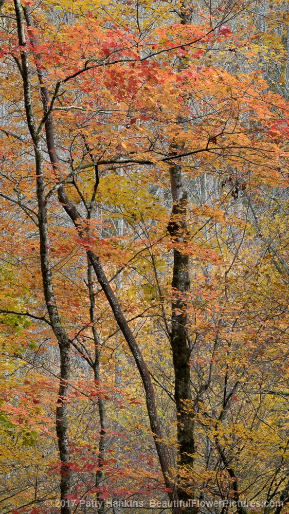 Fall Color, Great Smoky Mountains National Park © 2017 Patty Hankins