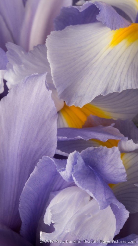 Lavender Siberian Irises © 2017 Patty Hankins