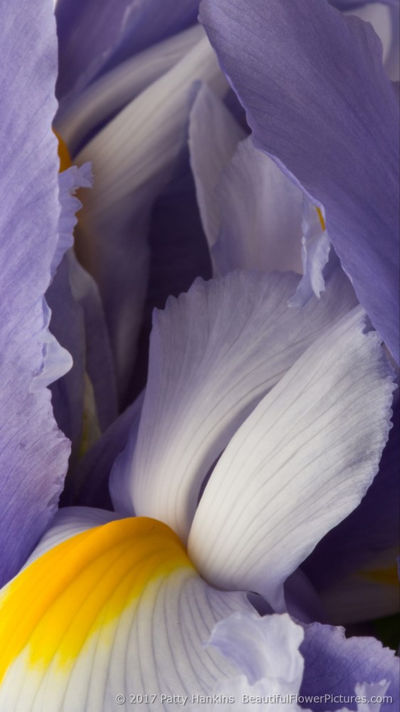 Lavender Siberian Irises © 2017 Patty Hankins
