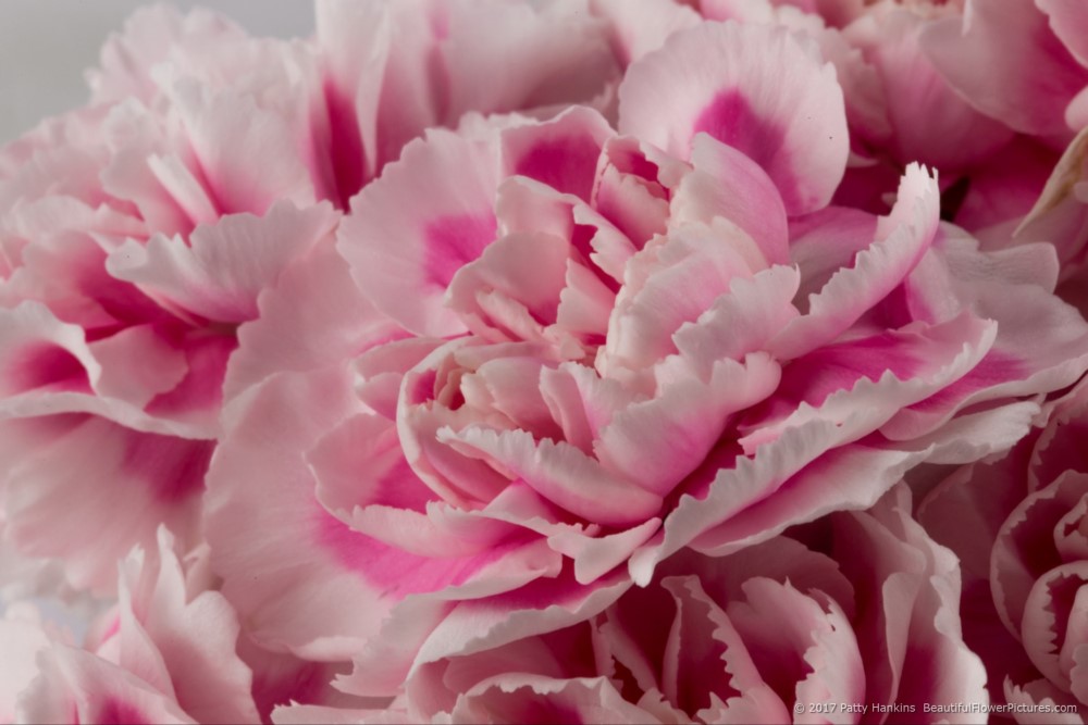 Pink & White Spray Carnations © 2017 Patty Hankins