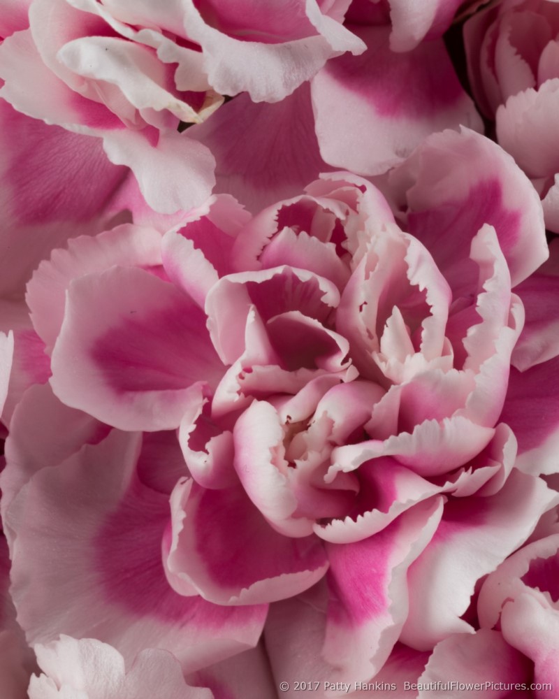 Pink & White Spray Carnations © 2017 Patty Hankins