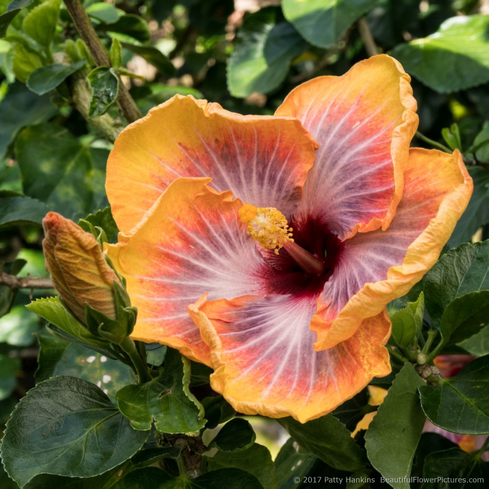 Fifth Dimension Hibiscus © 2017 Patty Hankins