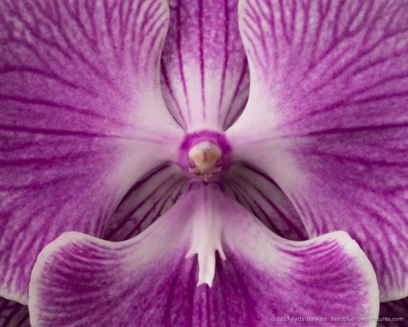 Phalaenopsis Orchids © 2017 Patty Hankins