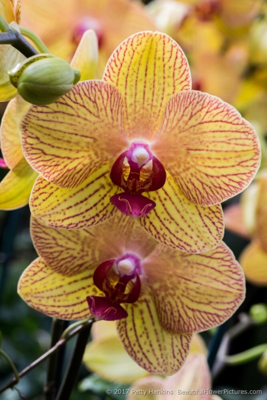 Phalaenopsis Orchids © 2017 Patty Hankins