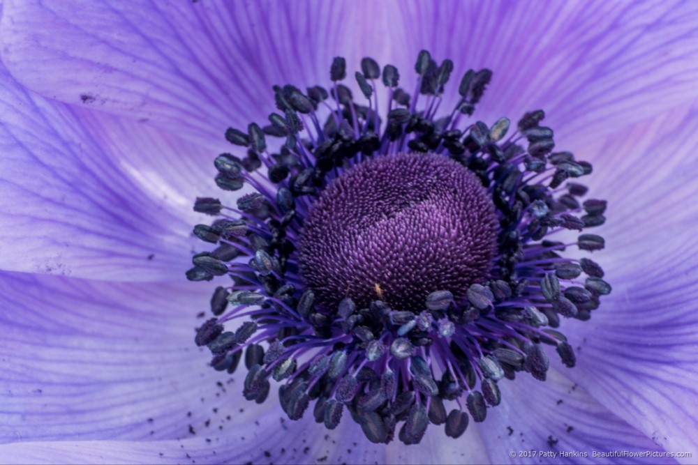 Lavender Poppy Anemone © 2017 Patty Hankins