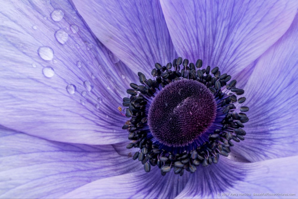 Lavender Poppy Anemone © 2017 Patty Hankins