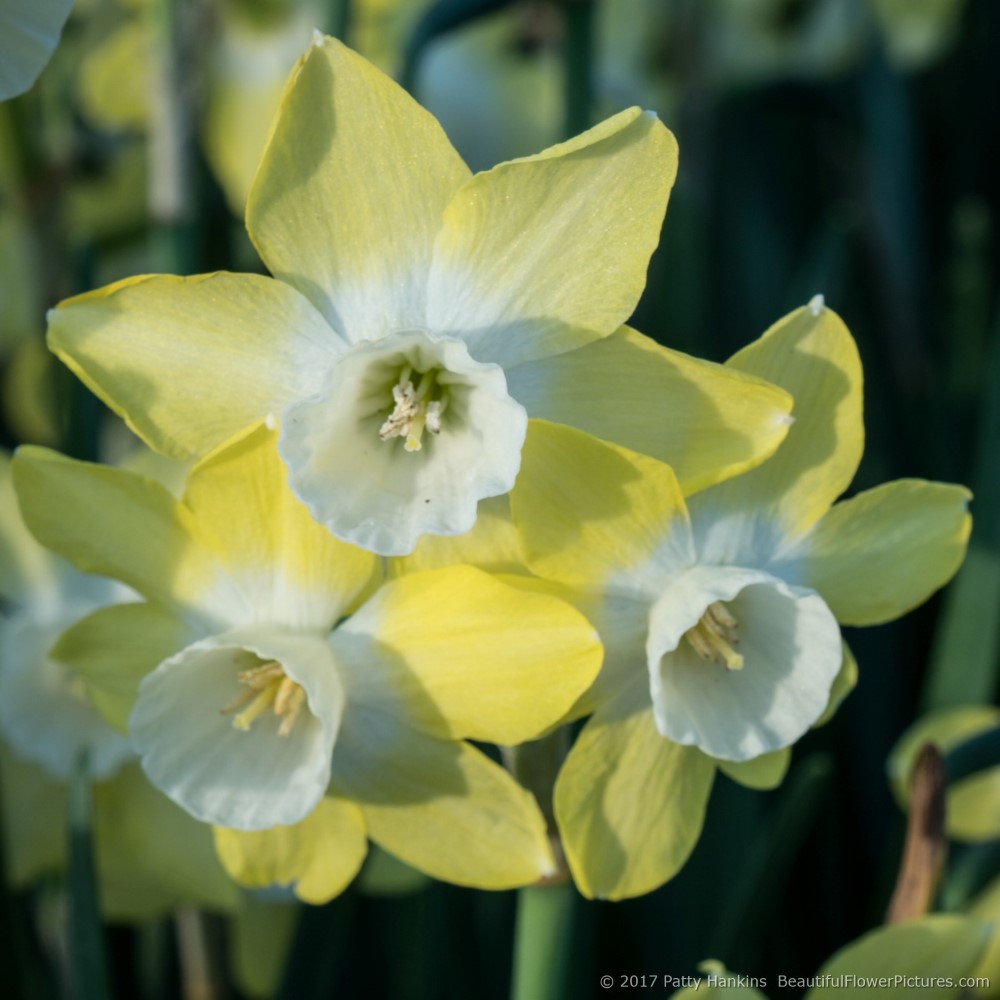 Daffodils © 2017 Patty Hankins