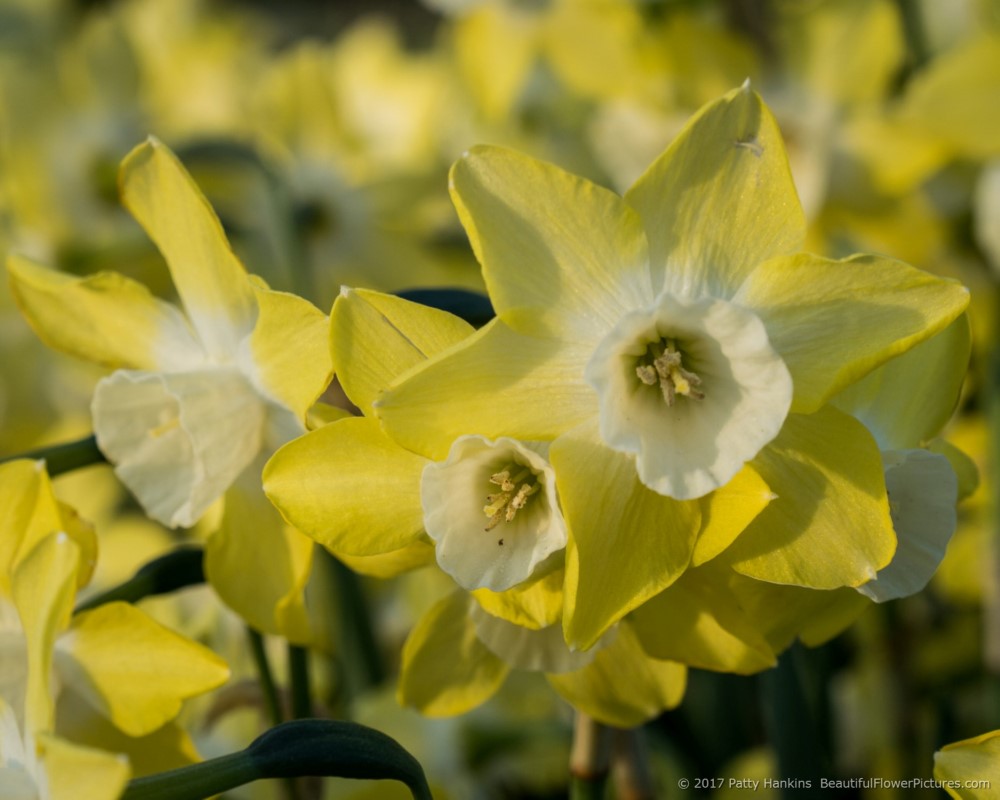 Daffodils © 2017 Patty Hankins