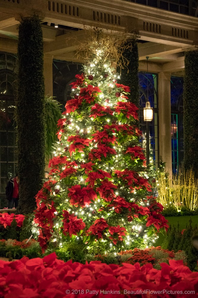 Christmas in the Conservatory, Longwood Gardens (c) 2018 Patty Hankins