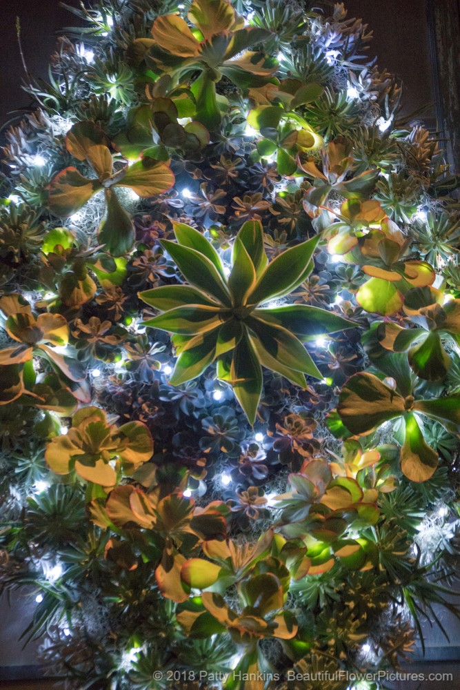 Christmas in the Silver Garden, Longwood Gardens (c) 2018 Patty Hankins