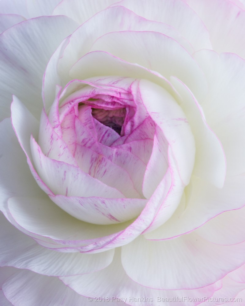 Center of a Pink & White Ranunculus © 2018 Patty Hankins