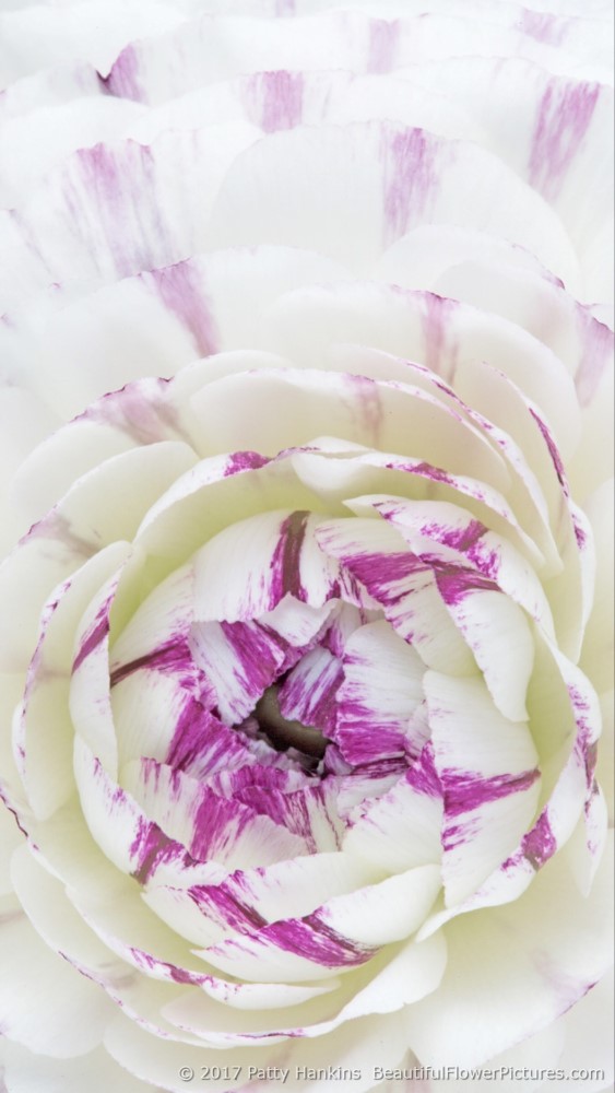Center of a Purple & White Ranunculus © 2018 Patty Hankins