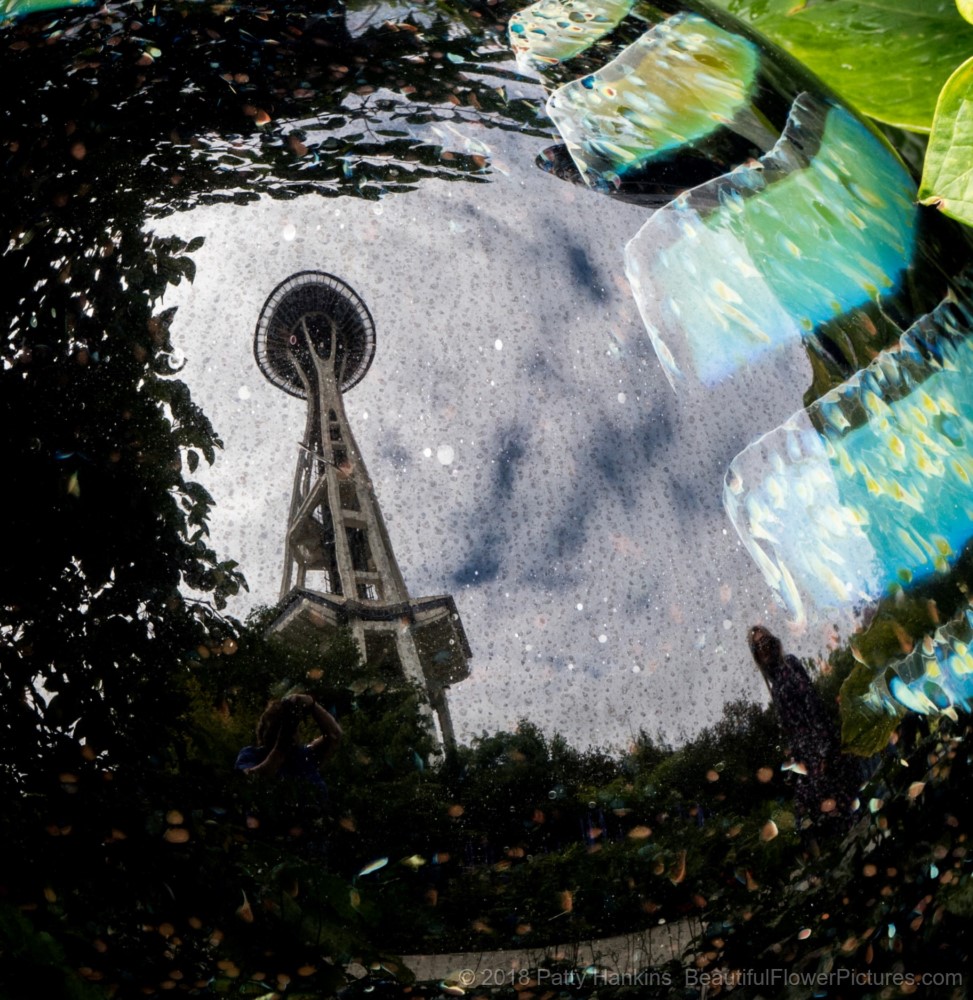 At Chihuly Garden & Glass, Seattle, WA © 2018 Patty Hankins