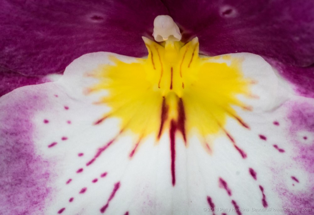Miltonia Orchid Close Up © 2018 Patty Hankins