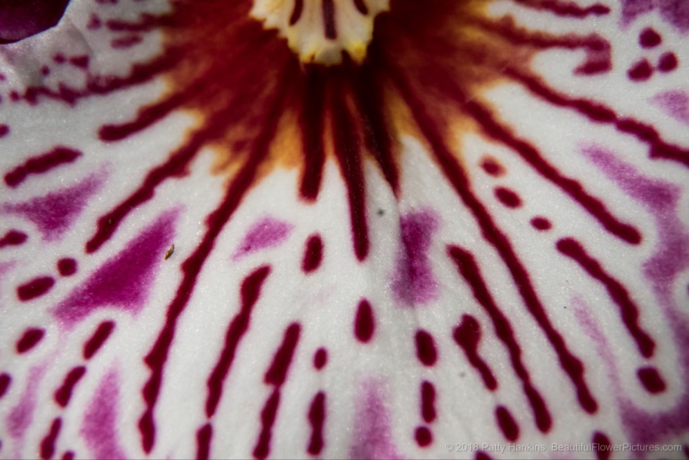 Miltonia Orchid Close Up © 2018 Patty Hankins