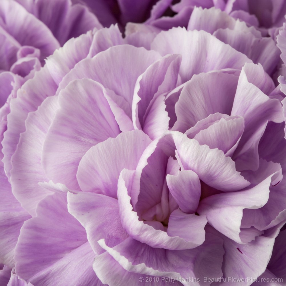 Lavender Carnation © 2018 Patty Hankins