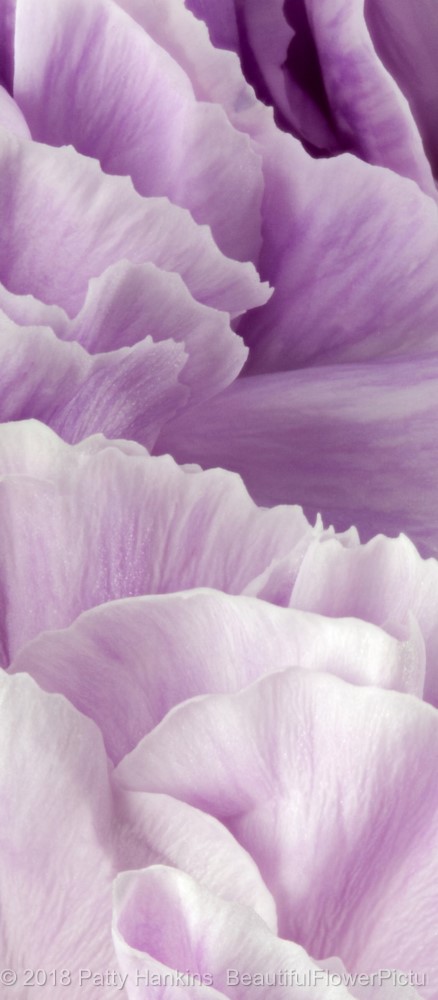 Petals of a Lavender Carnation © 2018 Patty Hankins