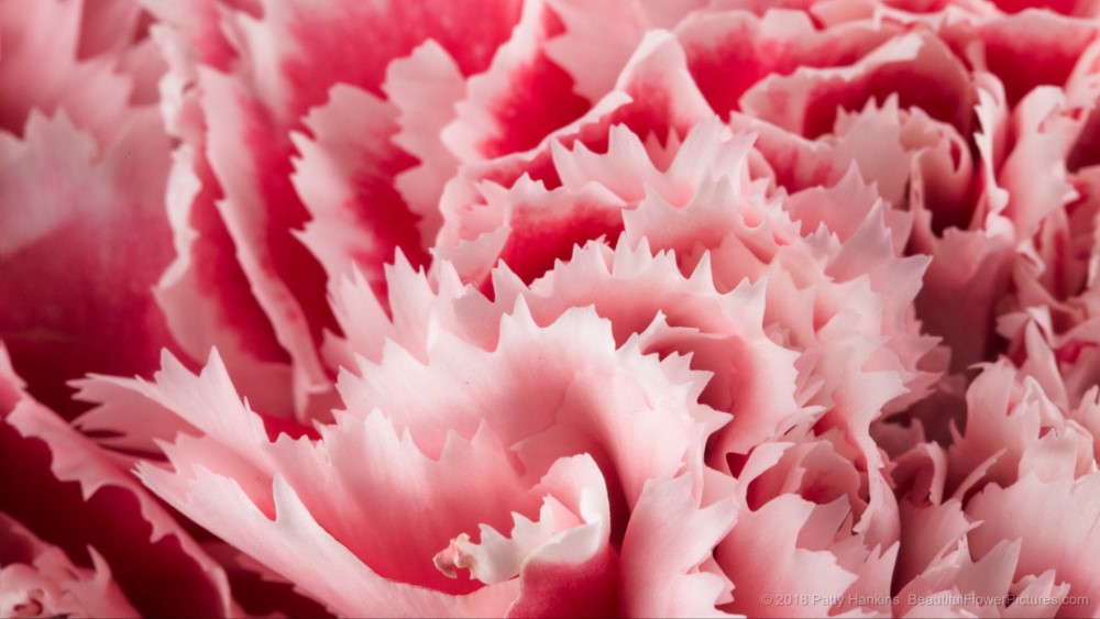 Petals of a Pink Gelato Carnation © 2018 Patty Hankins 