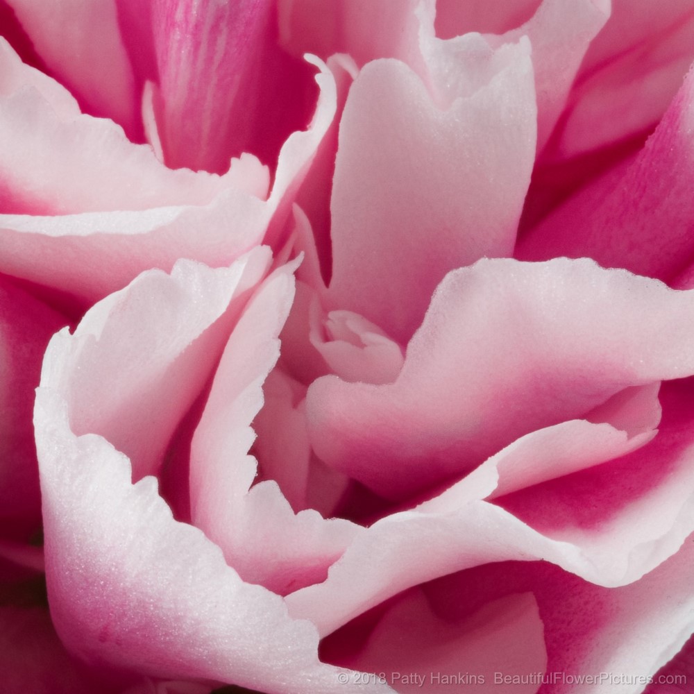 Petals of a Pink and White Carnation © 2018 Patty Hankins 