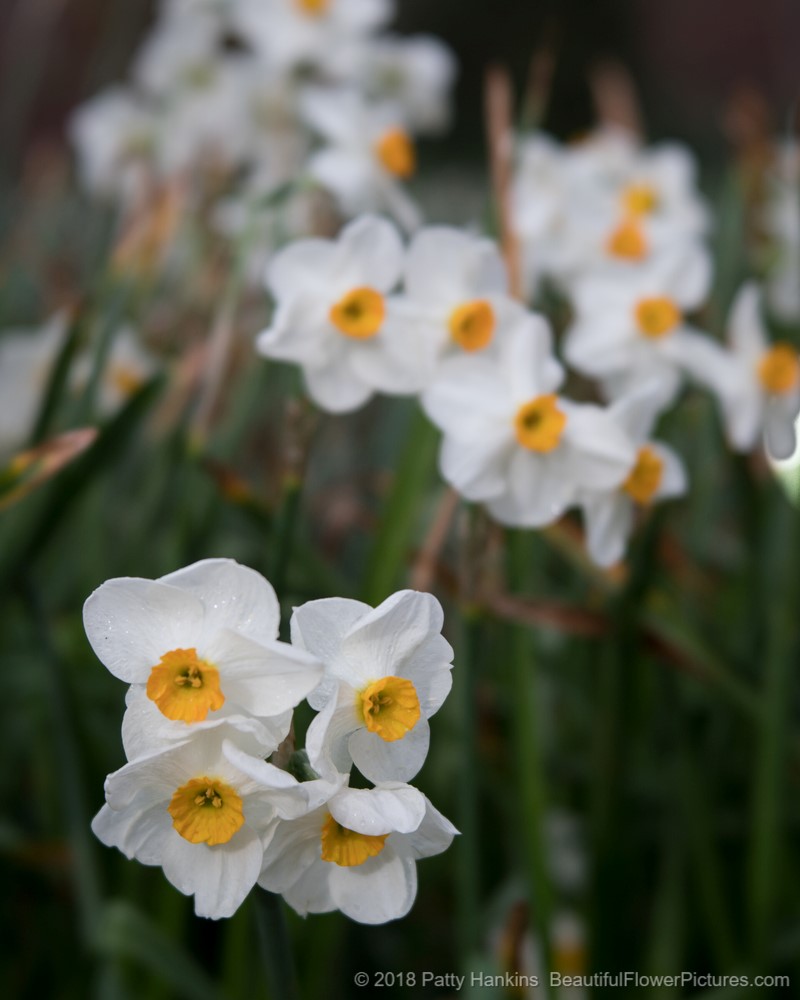 Daffodils © 2018 Patty Hankins