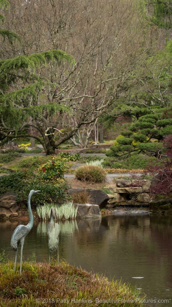 Japanese Garden at Gibbs Gardens  © 2018 Patty Hankins