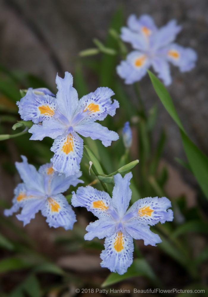 Eco Easter Japanese Irises  © 2018 Patty Hankins