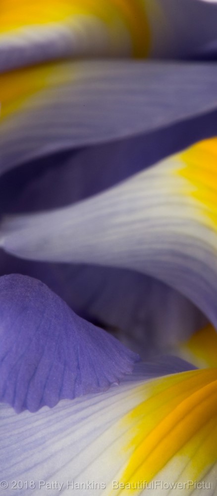 Lavender Siberian Iris Petals © 2018 Patty Hankins