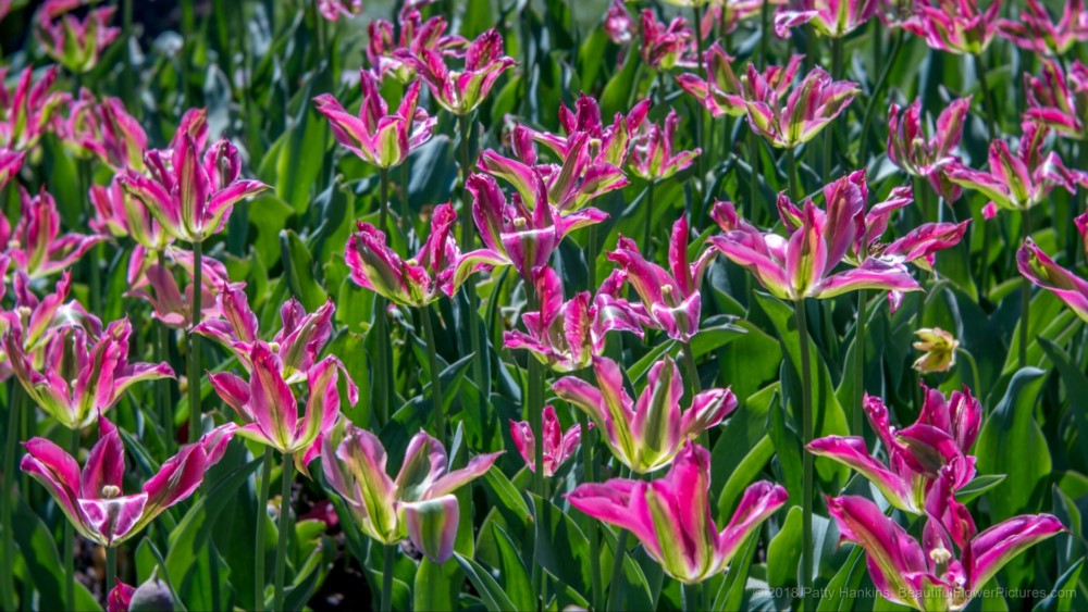 Pink Impressions Tulips © 2018 Patty Hankins