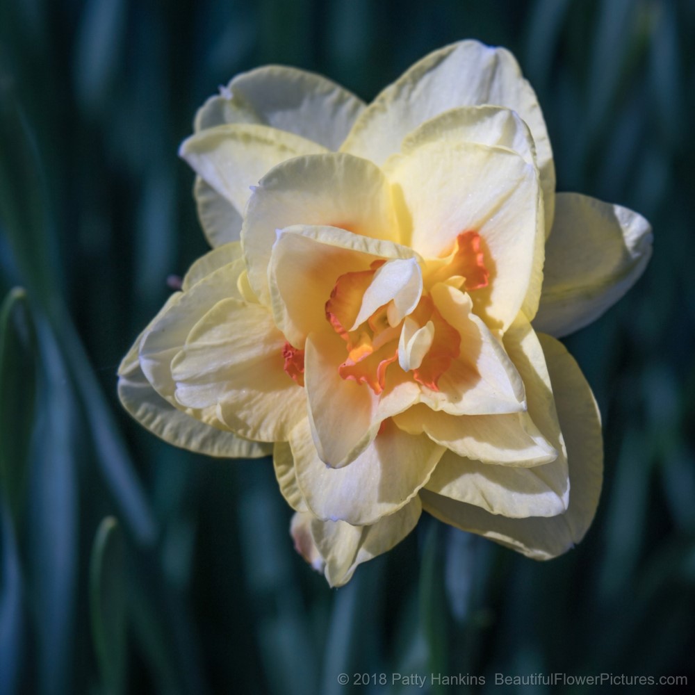 Daffodil © 2018 Patty Hankins