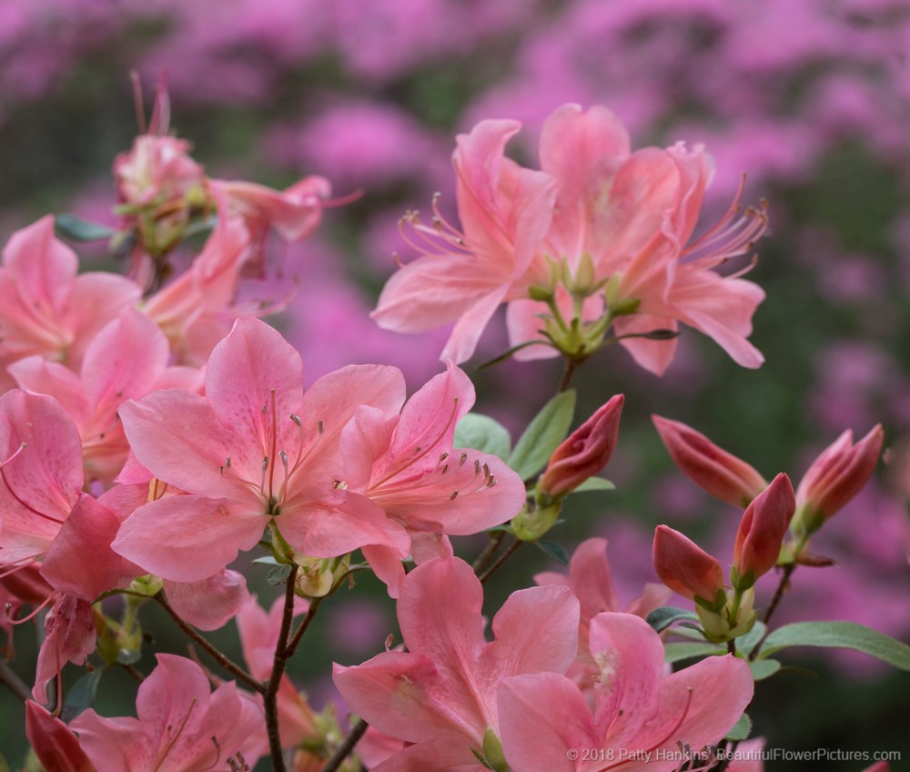 Azaleas at Callaway Gardens, Pink Mountain, GA © 2018 Patty Hankins