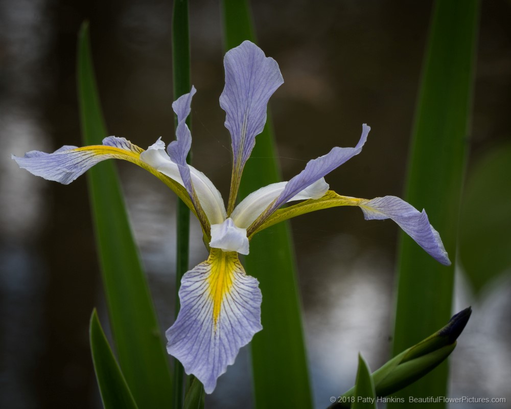 Blue Flag Iris, Callaway Gardens, Pine Mountain, GA ©2018 Patty Hankins