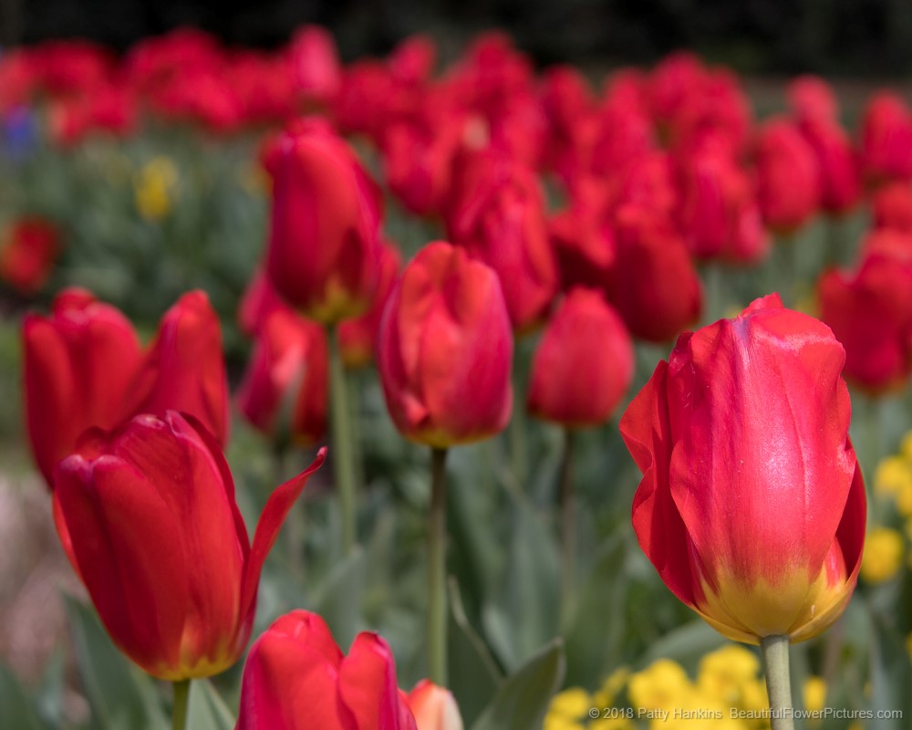 Tulips at Gibbs Gardens, Ball Ground, GA  © 2018 Patty Hankins
